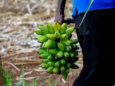 Farming Project